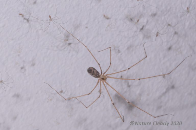 Cellar Spiders – NATURE CLEARLY