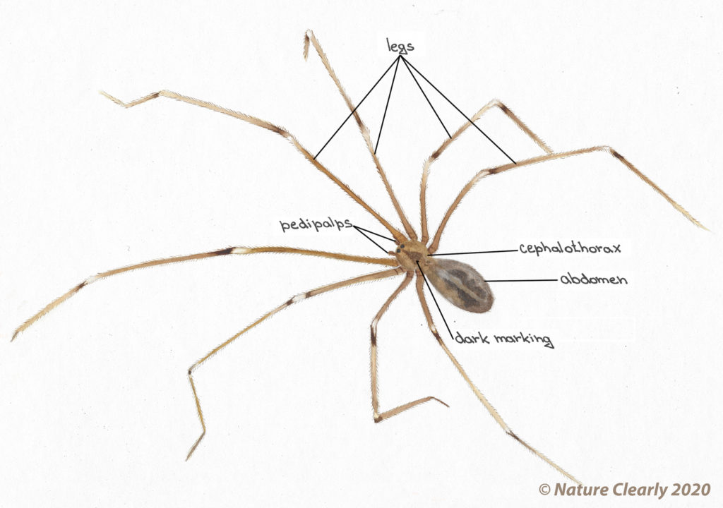 long bodies cellar spider