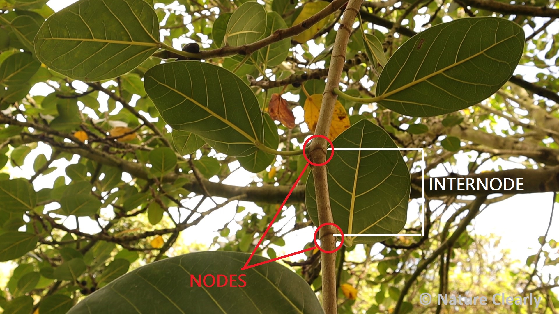 Leaf morphology – NATURE CLEARLY