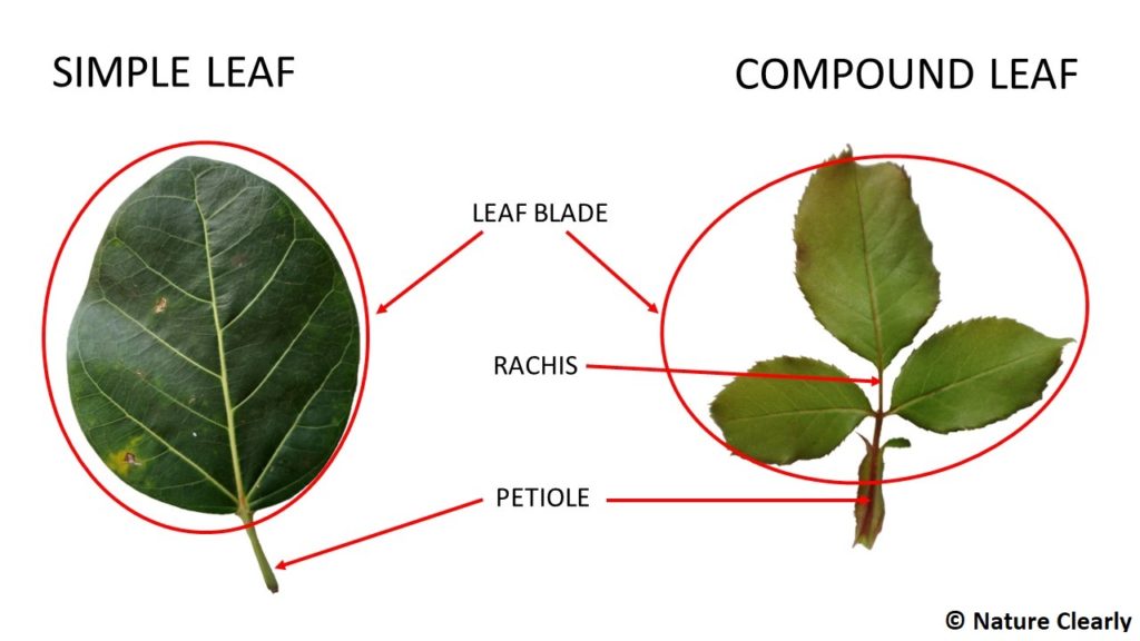 Simple Vs Compound Leaf